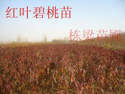 探尋濮陽紅富士蘋果苗 棟梁蘋果苗專供基地的品質與優勢